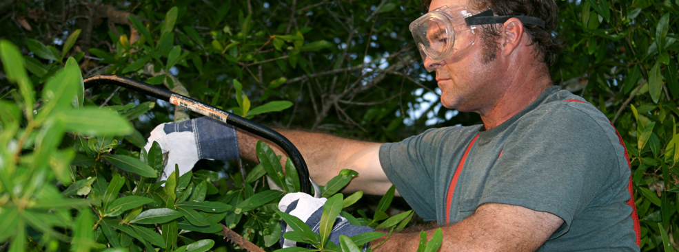 Tree Maintenance